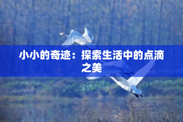 小小的奇迹：探索生活中的点滴之美