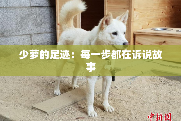 少萝的足迹：每一步都在诉说故事