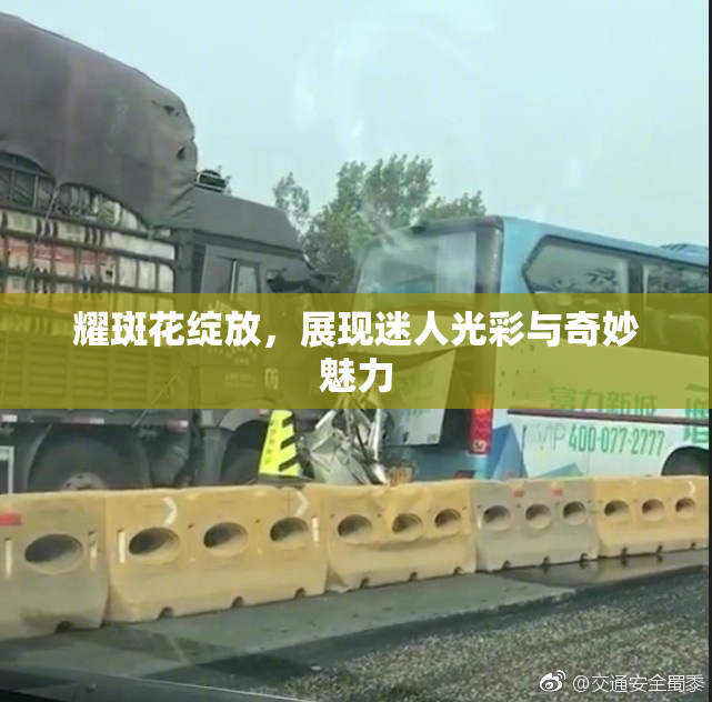 耀斑花绽放，展现迷人光彩与奇妙魅力
