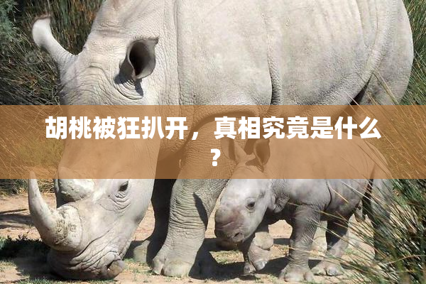 胡桃被狂扒开，真相究竟是什么？
