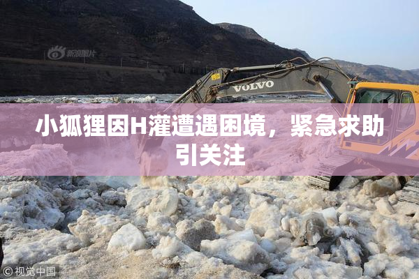 小狐狸因H灌遭遇困境，紧急求助引关注