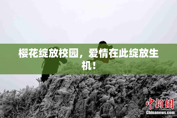 樱花绽放校园，爱情在此绽放生机！