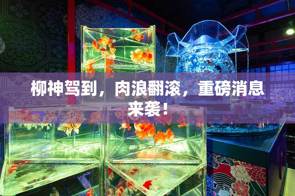 柳神驾到，肉浪翻滚，重磅消息来袭！