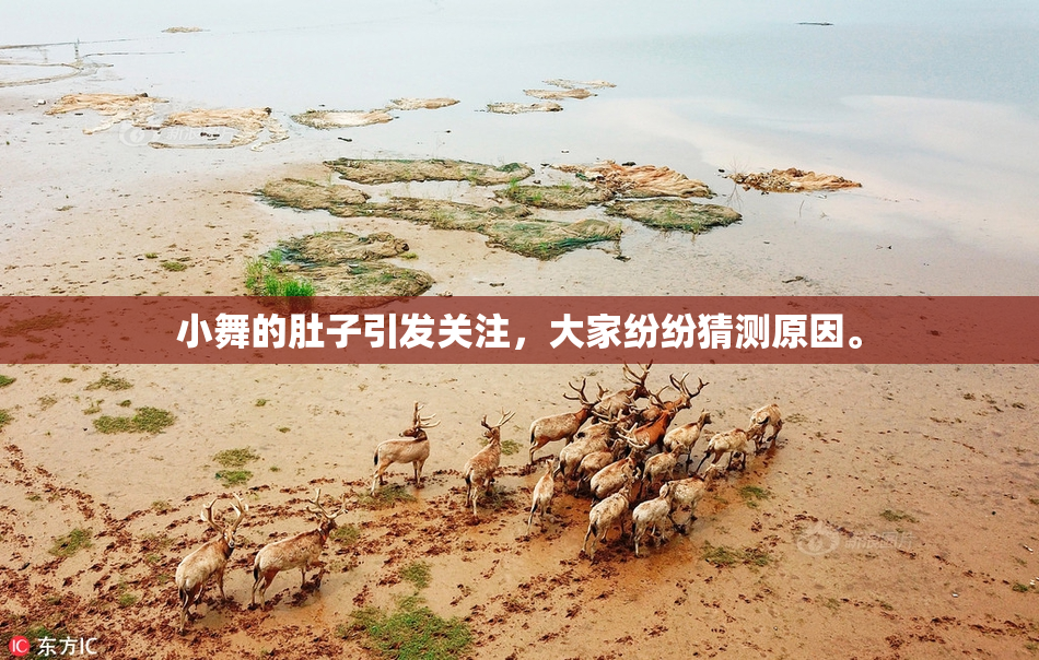 小舞的肚子引发关注，大家纷纷猜测原因。