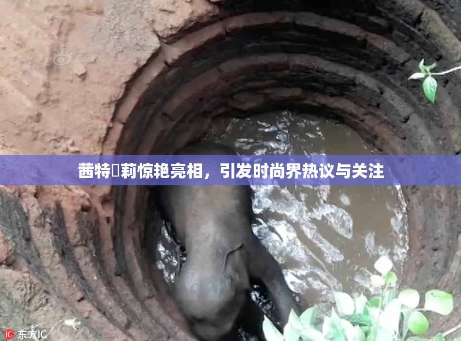 茜特菈莉惊艳亮相，引发时尚界热议与关注