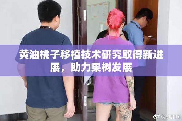 黄油桃子移植技术研究取得新进展，助力果树发展
