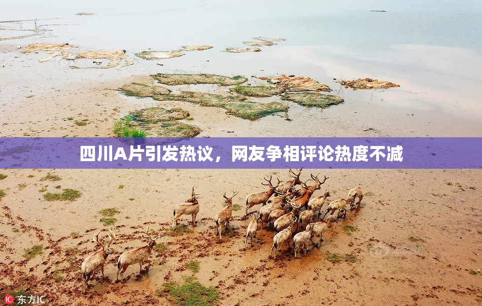 四川A片引发热议，网友争相评论热度不减