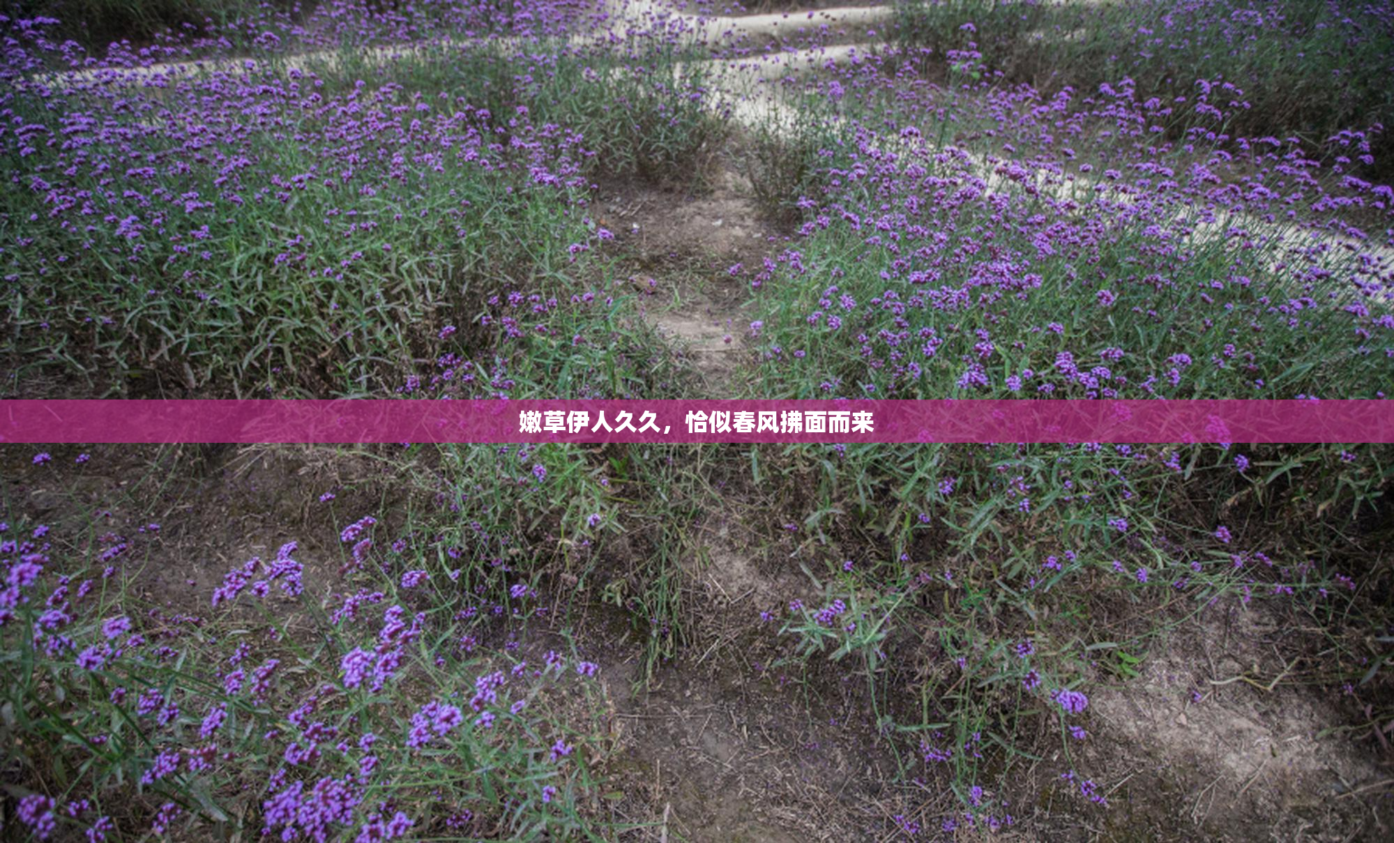 嫩草伊人久久，恰似春风拂面而来