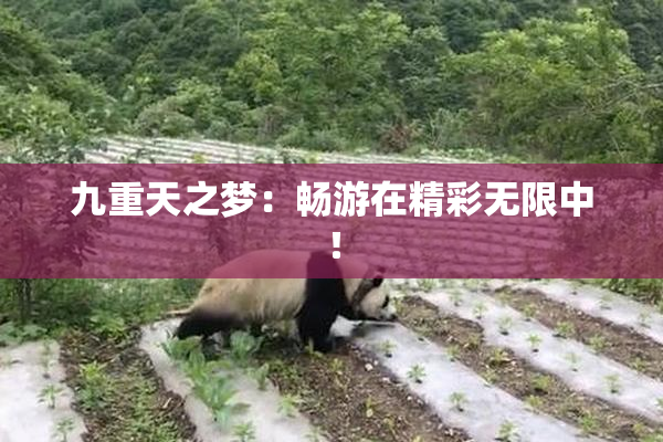 九重天之梦：畅游在精彩无限中！