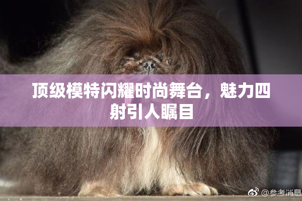 顶级模特闪耀时尚舞台，魅力四射引人瞩目