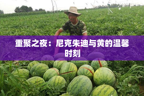 重聚之夜：尼克朱迪与黄的温馨时刻