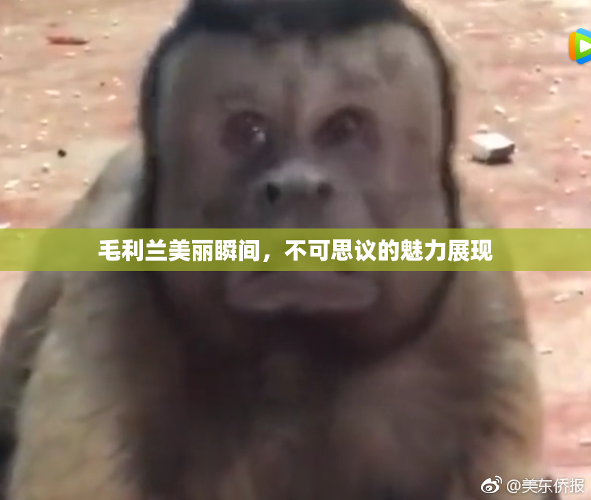 毛利兰美丽瞬间，不可思议的魅力展现