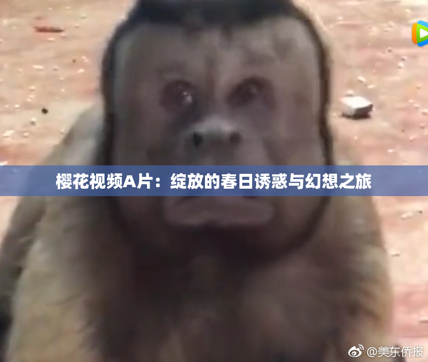 樱花视频A片：绽放的春日诱惑与幻想之旅
