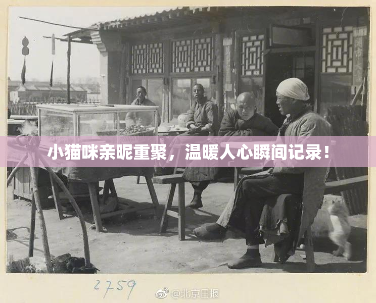 小猫咪亲昵重聚，温暖人心瞬间记录！