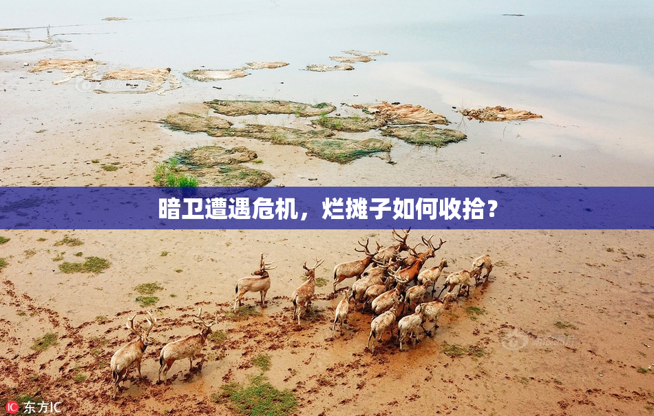 暗卫遭遇危机，烂摊子如何收拾？