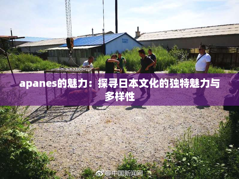 apanes的魅力：探寻日本文化的独特魅力与多样性