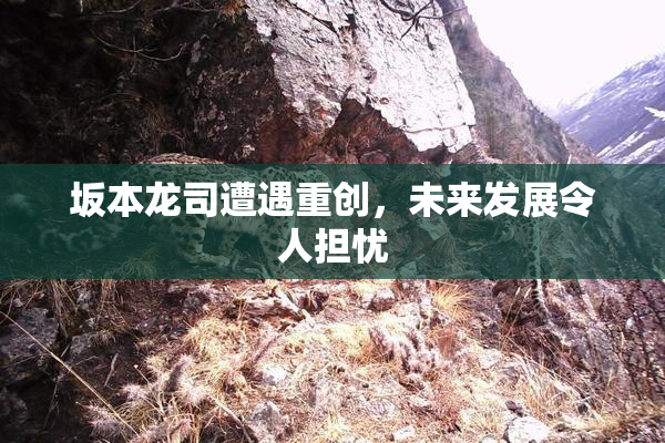 坂本龙司遭遇重创，未来发展令人担忧