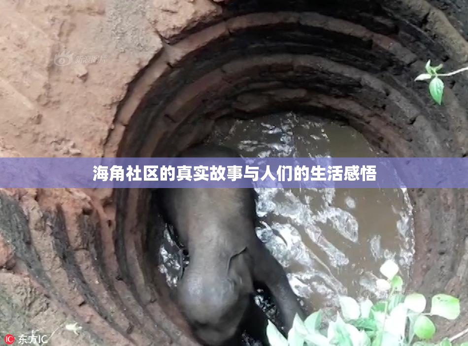 海角社区的真实故事与人们的生活感悟