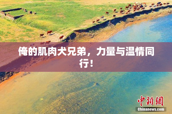 俺的肌肉犬兄弟，力量与温情同行！