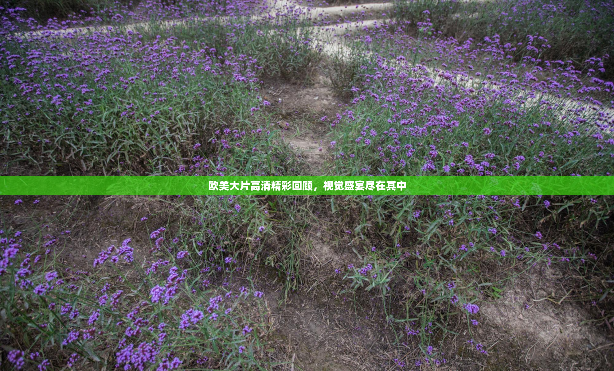 欧美大片高清精彩回顾，视觉盛宴尽在其中
