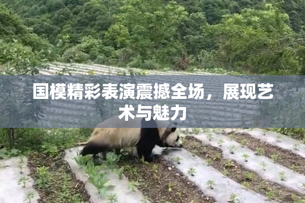 国模精彩表演震撼全场，展现艺术与魅力