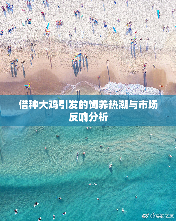 借种大鸡引发的饲养热潮与市场反响分析