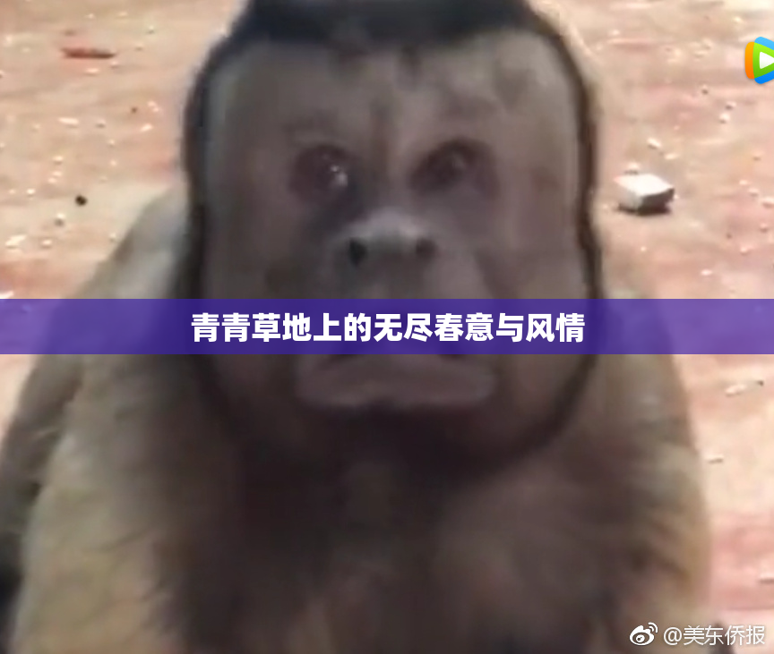 青青草地上的无尽春意与风情
