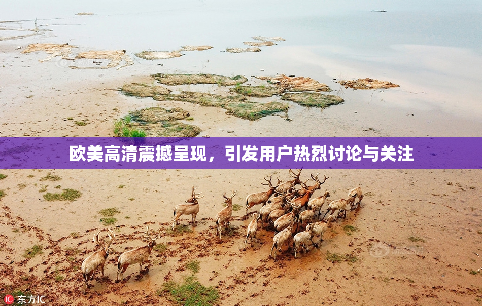 欧美高清震撼呈现，引发用户热烈讨论与关注