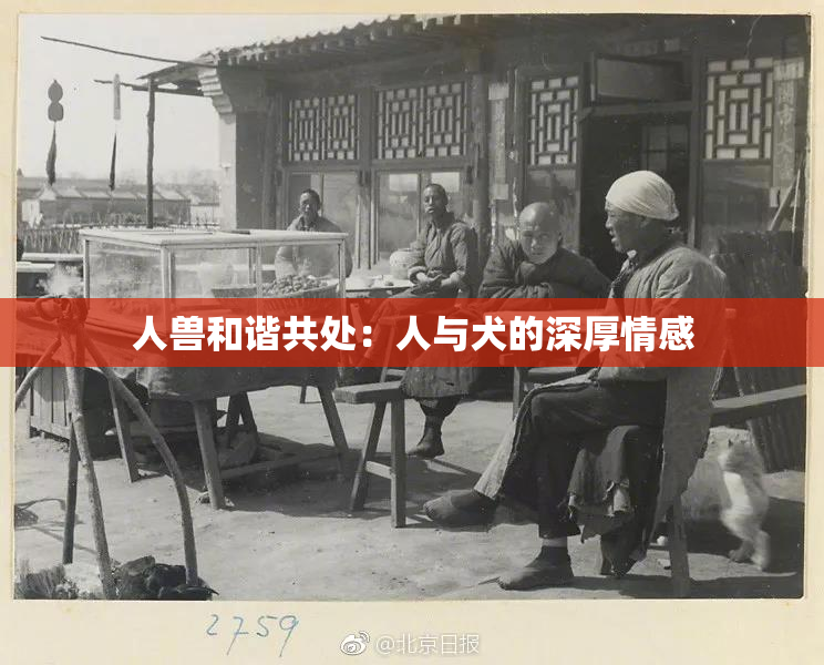 人兽和谐共处：人与犬的深厚情感