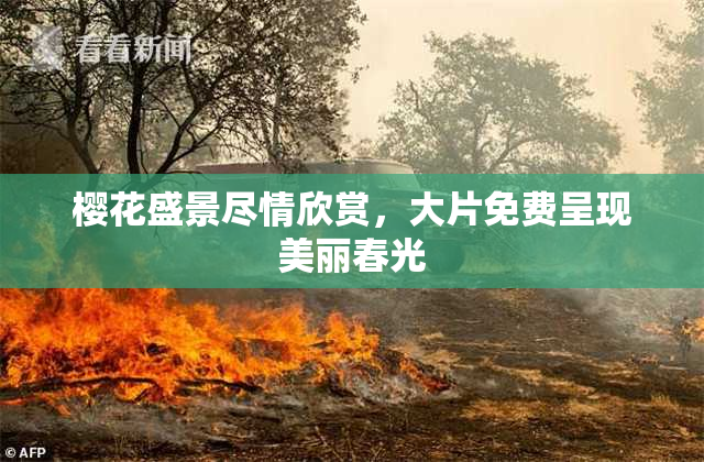 樱花盛景尽情欣赏，大片免费呈现美丽春光