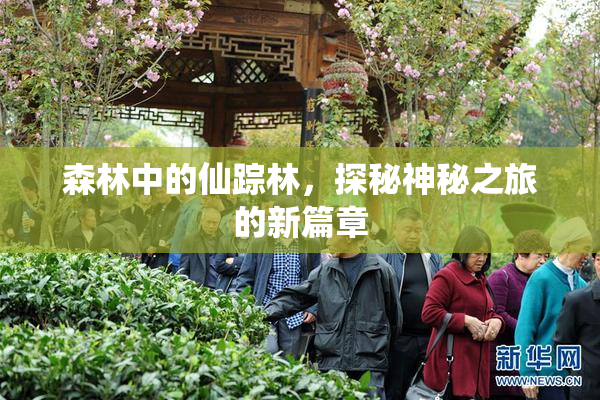 森林中的仙踪林，探秘神秘之旅的新篇章