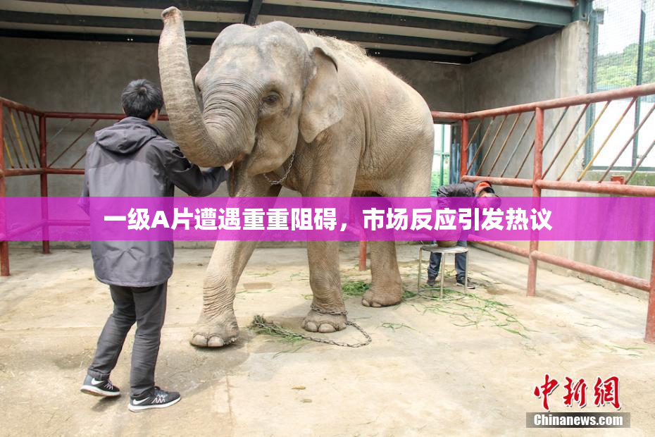 一级A片遭遇重重阻碍，市场反应引发热议