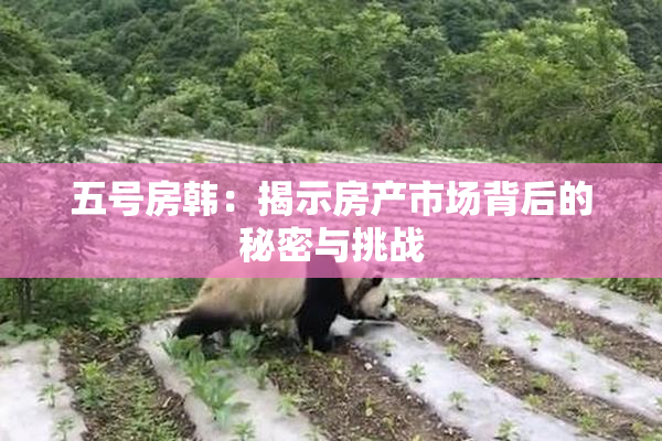 五号房韩：揭示房产市场背后的秘密与挑战