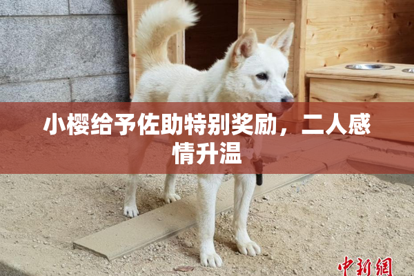 小樱给予佐助特别奖励，二人感情升温