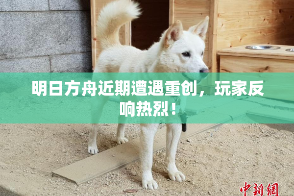 明日方舟近期遭遇重创，玩家反响热烈！