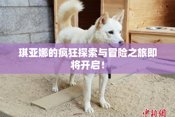 琪亚娜的疯狂探索与冒险之旅即将开启！