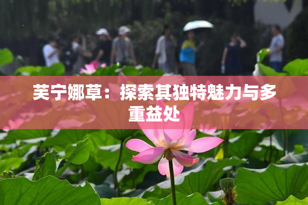 芙宁娜草：探索其独特魅力与多重益处