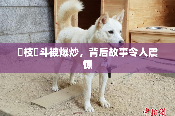 狛枝凪斗被爆炒，背后故事令人震惊