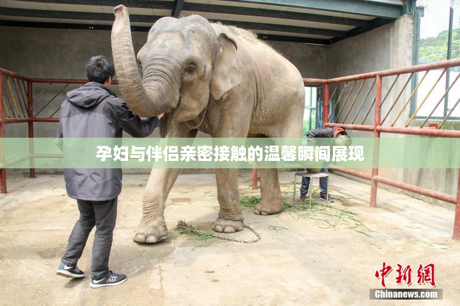 孕妇与伴侣亲密接触的温馨瞬间展现