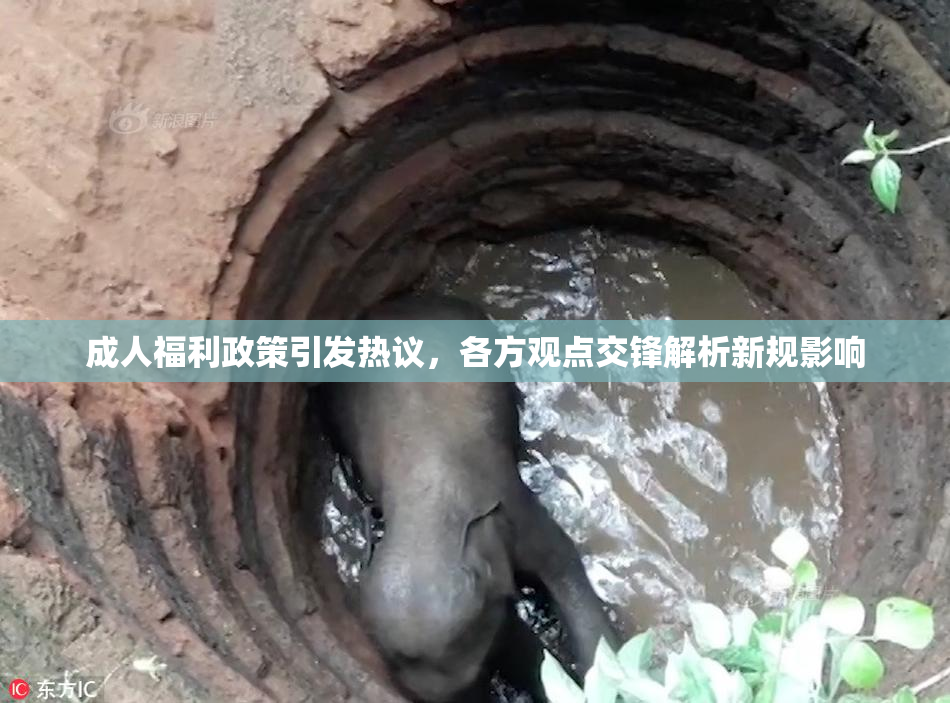 成人福利政策引发热议，各方观点交锋解析新规影响