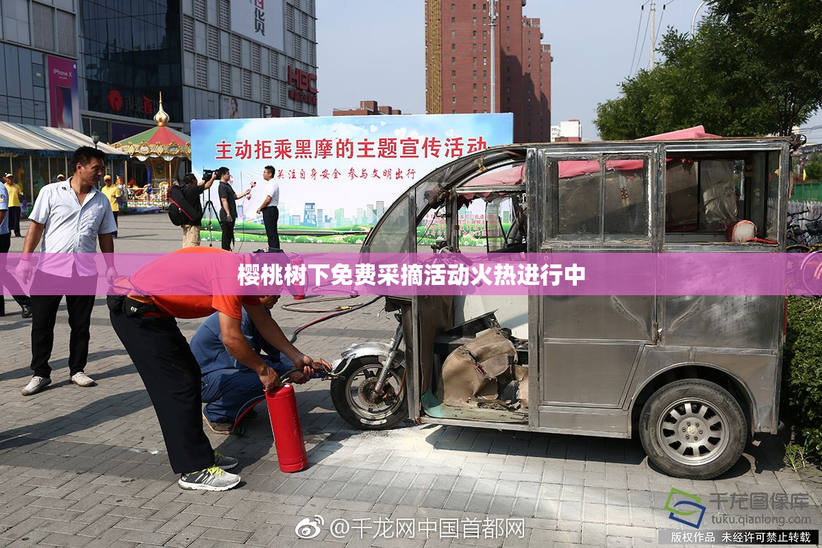 樱桃树下免费采摘活动火热进行中