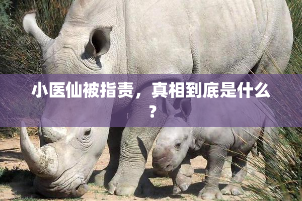 小医仙被指责，真相到底是什么？