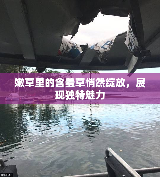 嫩草里的含羞草悄然绽放，展现独特魅力