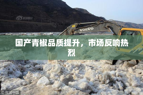 国产青椒品质提升，市场反响热烈
