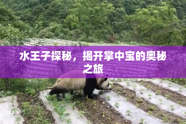 水王子探秘，揭开掌中宝的奥秘之旅