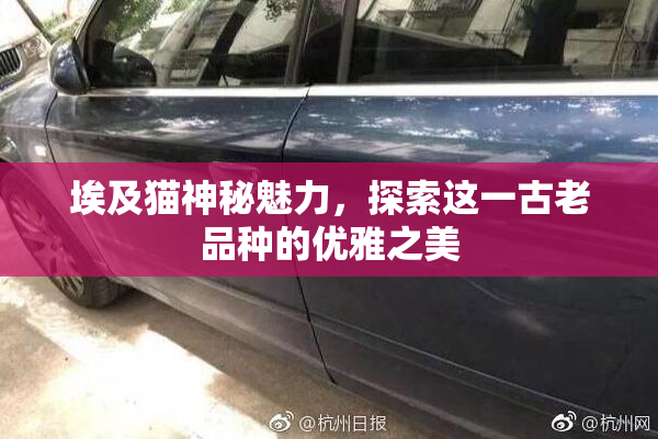 埃及猫神秘魅力，探索这一古老品种的优雅之美