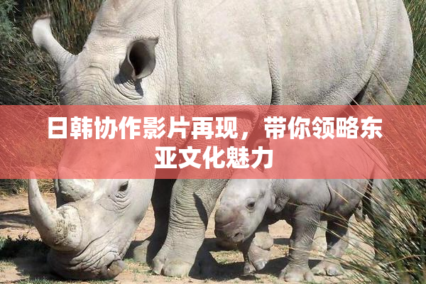 日韩协作影片再现，带你领略东亚文化魅力