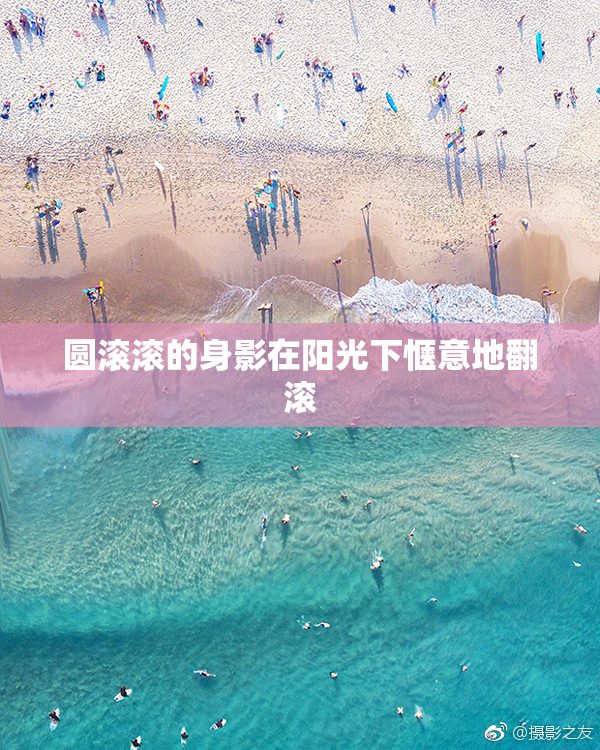 圆滚滚的身影在阳光下惬意地翻滚