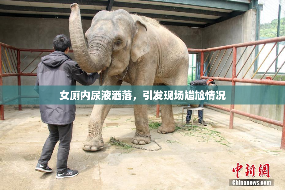 女厕内尿液洒落，引发现场尴尬情况