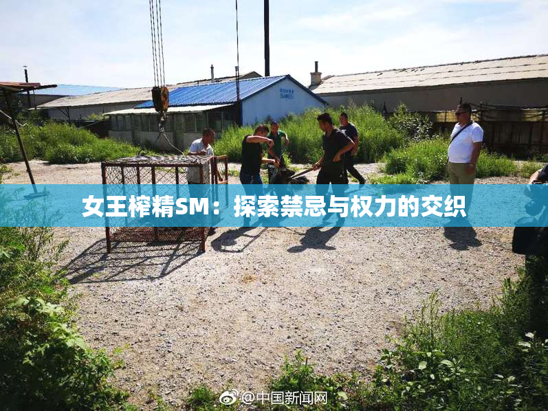 女王榨精SM：探索禁忌与权力的交织